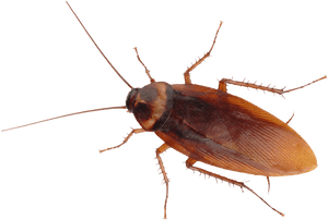 Close Up Cockroachon Blue Background.png PNG