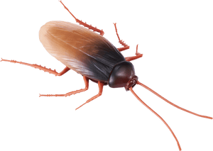 Barata Robô, HD Png Download PNG