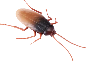 Close Up Cockroachon Plain Background PNG Image