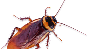 Close Up Cockroachon Transparent Background PNG