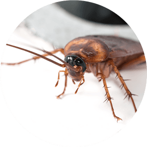 Close Up Cockroachon White Background PNG