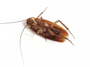 Close Up Cockroachon White Background PNG