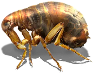 Close Up Flea Image PNG Image