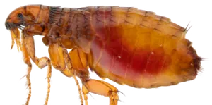 Close Up Flea Transparent Background PNG Image