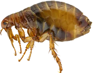 Close Up Flea Transparent Background.png PNG Image