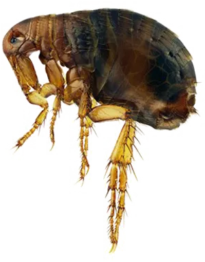 Close Up Flea Transparent Background.png PNG Image