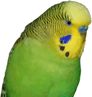 Close Up Green Budgie Portrait PNG Image