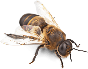 Bee, Why Need Save The Bees Greenne The Eco Friendly - Bullet Ant Amazon Rainforest, HD Png Download PNG image with transparent background