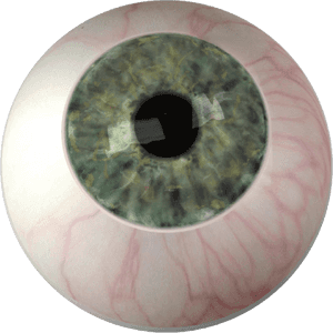 Iris Eye Color Ocular Prosthesis, HD Png Download PNG image with transparent background