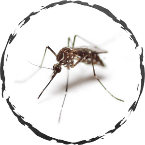 Transparent Mosquito Png - Mosquito, Png Download PNG image with transparent background