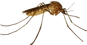 House Mosquito, HD Png Download PNG image with transparent background