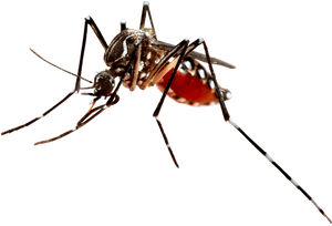 West Nile Virus Transparent, HD Png Download PNG image with transparent background