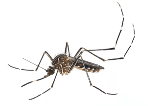 Orange County Mosquito And Vector Control District - Aedes Notoscriptus, HD Png Download PNG image with transparent background