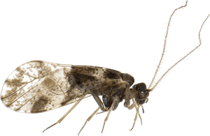 Loensia Fasciata - Mosquito, HD Png Download PNG image with transparent background