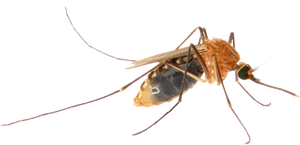 Mosquito Png Image - Virus, Transparent Png PNG image with transparent background