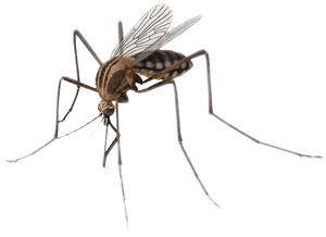 Mosquitoes Insects Png Download - Transparent Background Mosquito Png, Png Download PNG image with transparent background