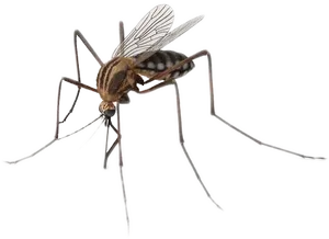 Close Up Mosquito Transparent Background PNG Image