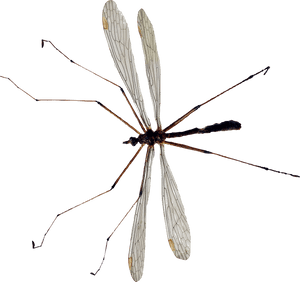 Mosquito Png Image - Crane Fly Transparent Png, Png Download PNG image with transparent background