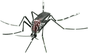 Mosquito Png Transparent Images - Citronella Oil Sri Lanka, Png Download PNG image with transparent background