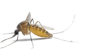 Mosquito Png Photo - Mosquitoes, Transparent Png PNG image with transparent background