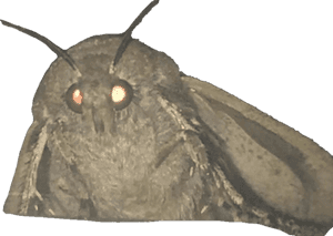Moth Png, Transparent Png PNG with transparent background
