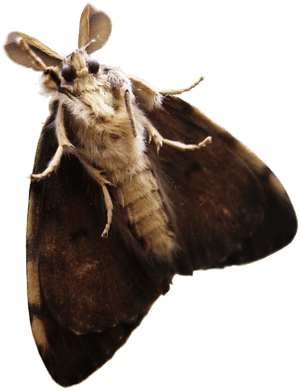 Moth Png Transparent - Transparent Moth Png, Png Download PNG with transparent background
