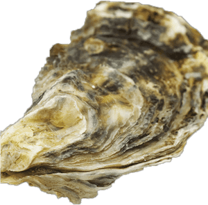 Transparent Background Oyster Shell Png, Png Download PNG with transparent background