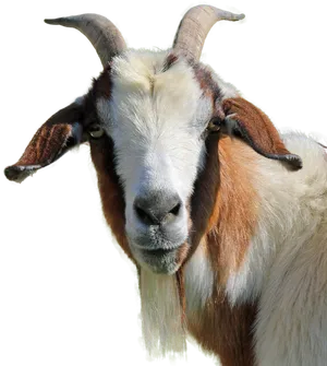 Close Up Portraitofa Goat PNG Image