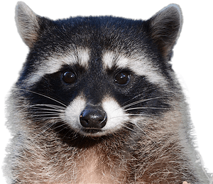 Raccoon Png Image - Raccoon Png, Transparent Png PNG image with transparent background