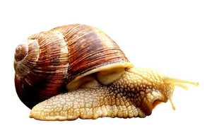 Close Up Snail Black Background PNG Image