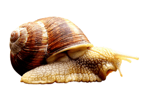Close Up Snail Transparent Background.png PNG