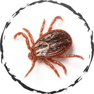 Fleas And Ticks, HD Png Download PNG