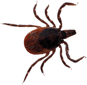 Black Legged Tick No Background, HD Png Download PNG