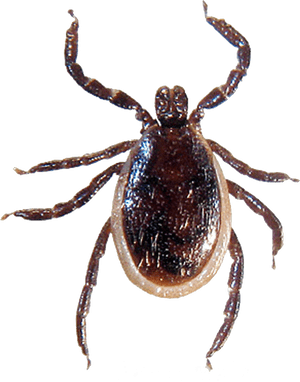 Background Insect Tick Transparent - Tick In Ontario Canada, HD Png Download PNG