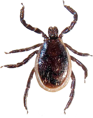 Close Up Tick Transparent Background PNG Image