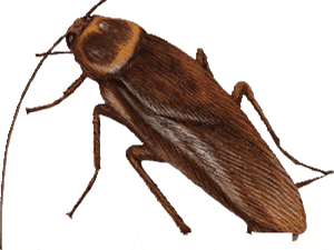Transparent Roach Clipart - Longhorn Beetle, HD Png Download PNG