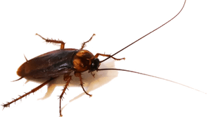 Closeup Cockroach Transparent Background PNG