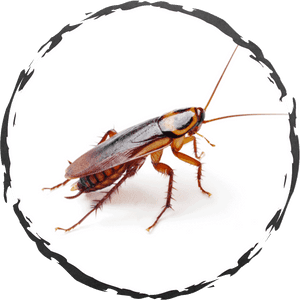 Common Bugs In Apartments, HD Png Download PNG