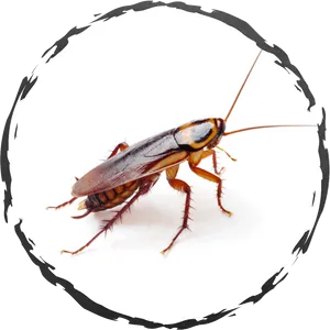 Closeup Cockroach Transparent Background PNG Image