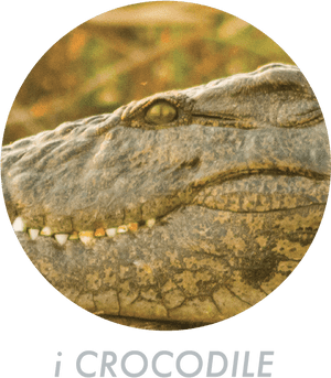 Transparent Killer Croc Png - Saltwater Crocodile, Png Download PNG image with transparent background