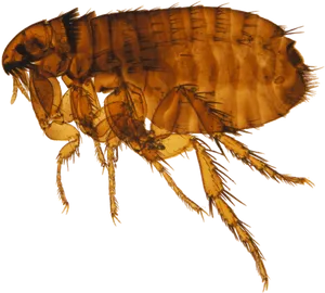 Closeup Flea Transparent Background.png PNG Image