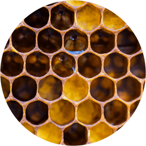 Close Up Of A Honeycomb - Honeycomb, HD Png Download PNG image with transparent background