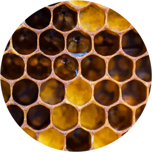 Closeup Honeycomb Texture PNG Image