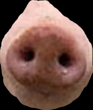 #pig #nose @robullo - Pig Nose Png, Transparent Png PNG image with transparent background