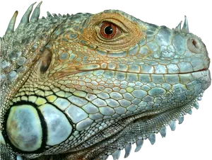 Closeup Iguana Portrait Reptile Scale Texture PNG Image