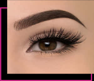 Fake Lashes , Png Download - Weylie X Elf Luxe Lash Kit, Transparent Png PNG image with transparent background