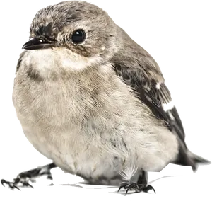 Closeup Sparrow Isolated Background.png PNG Image