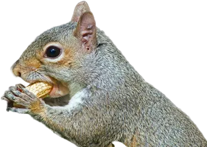 Closeup Squirrel Eating Nut.jpg PNG Image