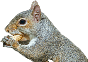 Closeup Squirrel Eating Nut.jpg PNG image with transparent background