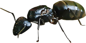 Outdoors Ants, HD Png Download PNG image with transparent background